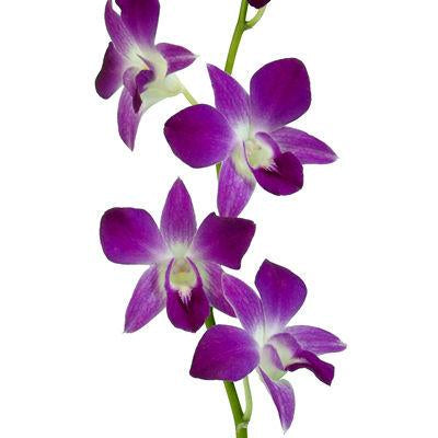Dendrobium Orchid Berry Pink - Bulk and Wholesale