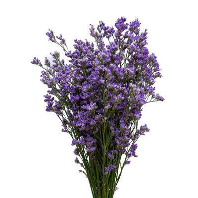 Limonium Purple - Bulk and Wholesale