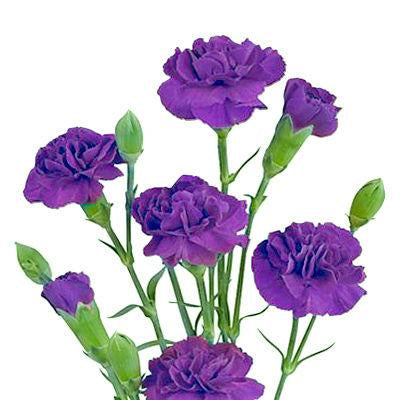 Carnations Mini Purple - Bulk and Wholesale
