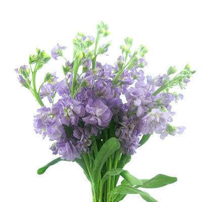 Stock Lavender - Bulk and Wholesale