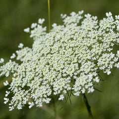 Queen Anne's Lace - Wholesale Bulk Flowers - Cascade Floral