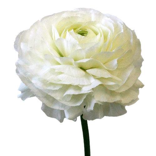 Ranunculus White - Bulk and Wholesale – Bunches Direct USA