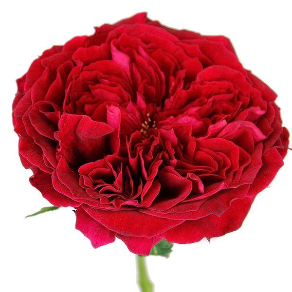 Garden Rose Red - Bulk and Wholesale