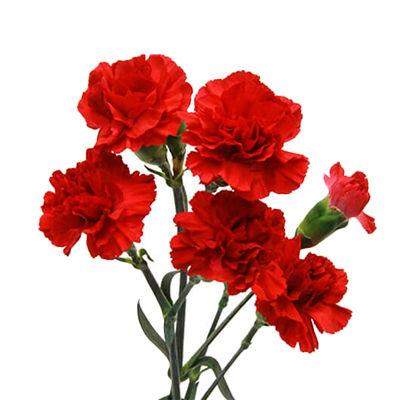 Red Mini Carnation Flower