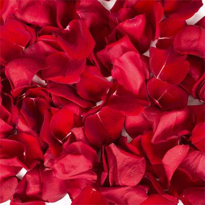 Fresh Red Rose Petals - Bulk and Wholesale