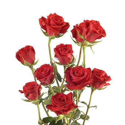 Spray Roses Red - Bulk and Wholesale – Bunches Direct USA