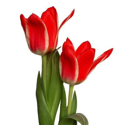 Tulip Red - Bulk and Wholesale