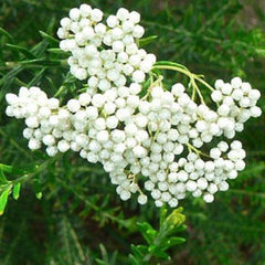 rice flower seeds Rice Flower White