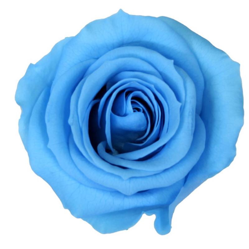 Rose Blue - Bulk and Wholesale