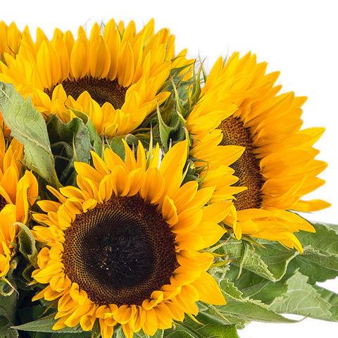 Sunflowers (medium) - Bulk and Wholesale