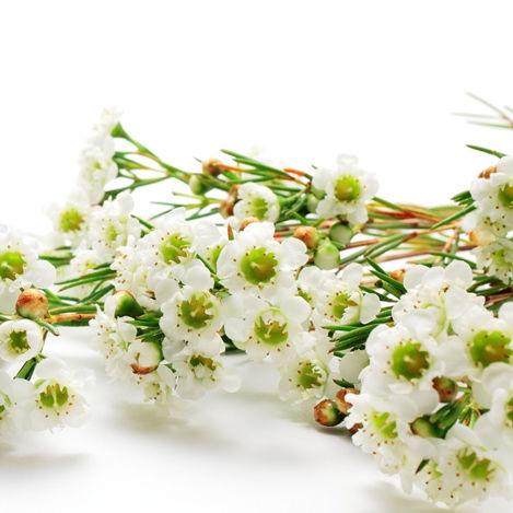 Wax Flower White - Bulk and Wholesale