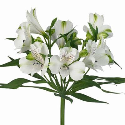 white alstroemeria bouquet