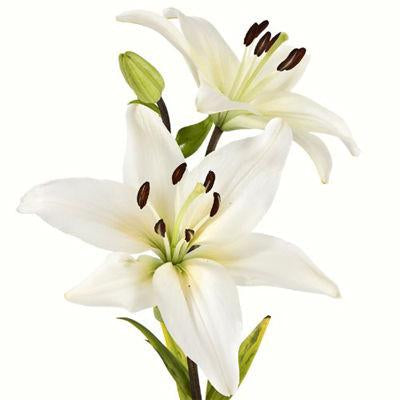 Lilies Asiatic White - Bulk and Wholesale