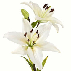 white ories lilies Lily Asiatic White