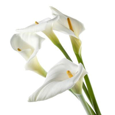 Calla lily Large White - Bulk and Wholesale