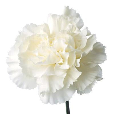 Carnations White - Bulk and Wholesale