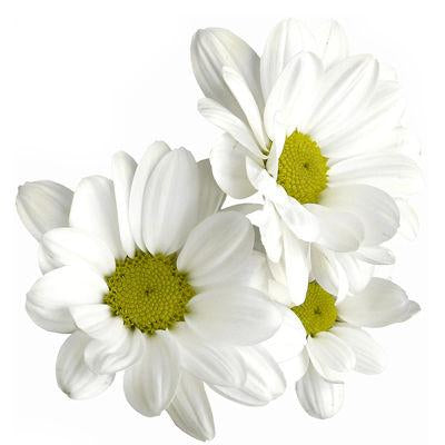 Chrysanthemum Daisy White - Bulk and Wholesale