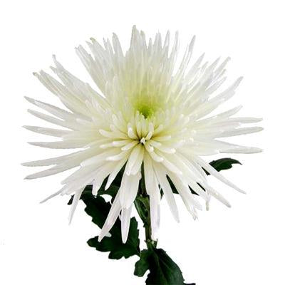 Chrysanthemum Fuji Spider White - Bulk and Wholesale