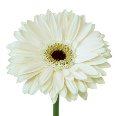 Gerbera White - Bulk and Wholesale