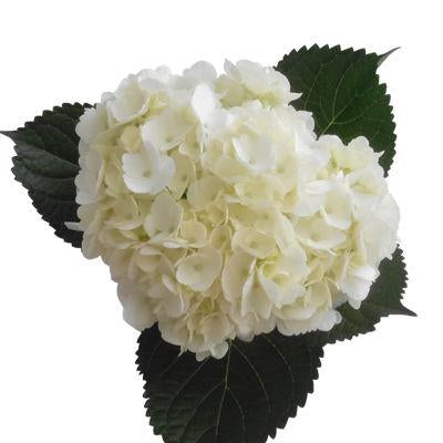 Hydrangea White - Bulk and Wholesale – Bunches Direct USA