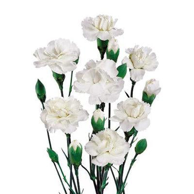 Carnation Mini White - Bulk and Wholesale