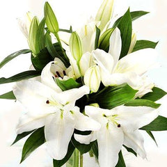 white ories lilies Lily Oriental White