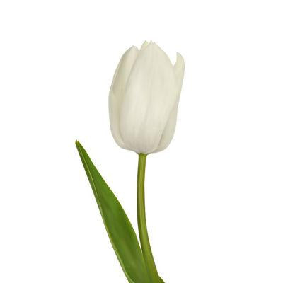 Tulip White - Bulk and Wholesale