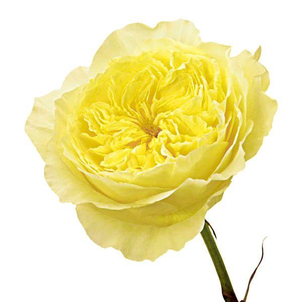 Garden Rose Yellow - Bulk and Wholesale