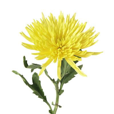Chrysanthemum Fuji Spider Yellow - Bulk and Wholesale