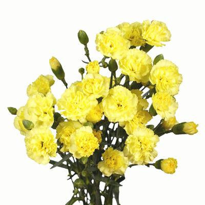 Carnations Mini Yellow - Bulk and Wholesale