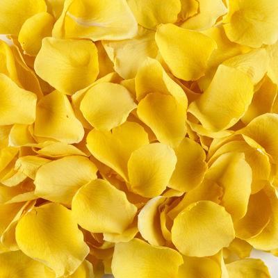 Fresh Yellow Rose Petals - Bulk and Wholesale